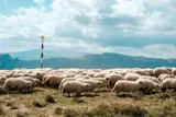 En flock får vandrar över en gräsbevuxen äng under en molnig himmel med berg i bakgrunden. I bilden syns också en svartvit markeringsstolpe som sticker upp från marken. 